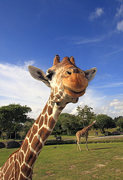 Reticulated Giraffe (Giraffa camelopardalis reticulata), adult, portrait, in captivity, Florida, USA