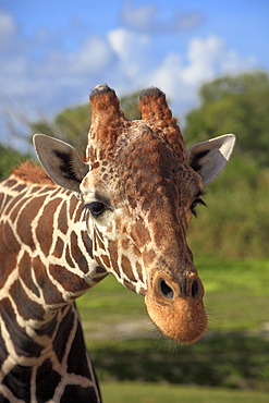 Reticulated Giraffe (Giraffa camelopardalis reticulata), adult, portrait, in captivity, Florida, USA