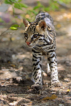 Ocelot (Leopardus pardalis, Felis pardalis), adult male, Honduras, Central America