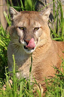 Cougar or Puma (Puma concolor, Felis concolor), adult, portrait, Minnesota, USA