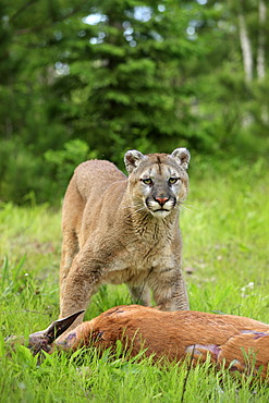 Cougar or Puma (Puma concolor, Felis concolor), adult with prey, Minnesota, USA