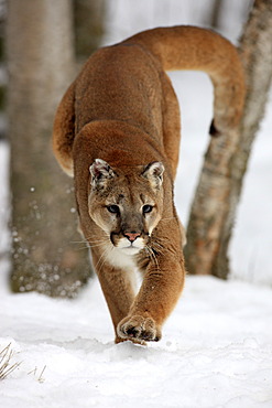 Cougar or Puma (Puma concolor, Felis concolor), adult, hunting in the snow, Montana, USA