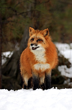 Red Fox (Vulpes vulpes), adult, foraging for food, snow, Montana, USA, North America