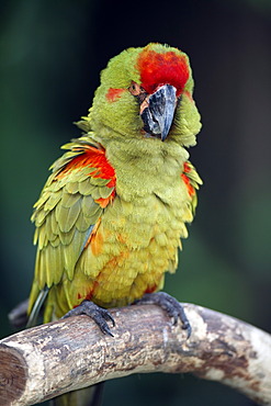 Red-fronted Macaw (Ara rubrogenys), adult, perched on tree, Florida, USA