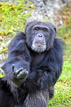 Chimpanzee (Pan troglodytes troglodytes), male, begging, captive, Florida, USA