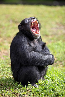 Chimpanzee (Pan troglodytes troglodytes), male, yawning, captive, Florida, USA