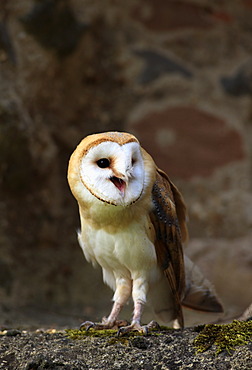 Barn owl (Tyto alba), adult, calling, Germany, Europe