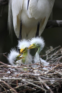 Great Egret (Egretta alba), juvenile birds, chicks in the nest, Florida, USA