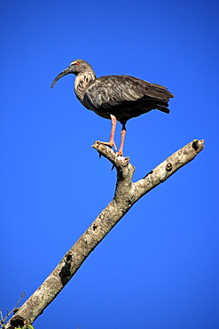 Plumbeous Ibis (Theristicus caerulescens), adult perched on a tree, Pantanal, Brazil, South America