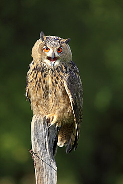 Eagle Owl (Bubo bubo), adult, perched on a look-out, calling, Germany, Europe