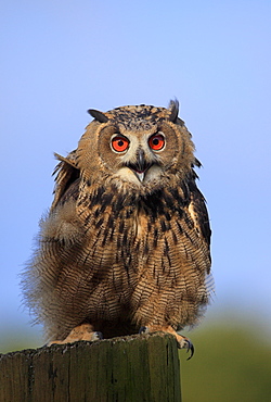 Eagle Owl (Bubo bubo), adult, perched on a look-out, calling, Germany, Europe