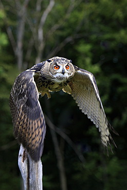 Eagle Owl (Bubo bubo), adult, in flight, Germany, Europe