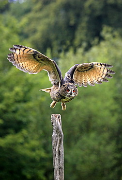 Eagle Owl (Bubo bubo), adult, in flight, Germany, Europe