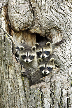 Raccoons (Procyon lotor), kits peeping out of den, portrait, Minnesota, USA