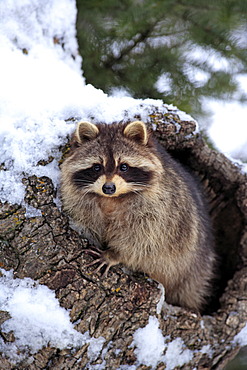 Raccoon (Procyon lotor), snow, den, Montana, USA