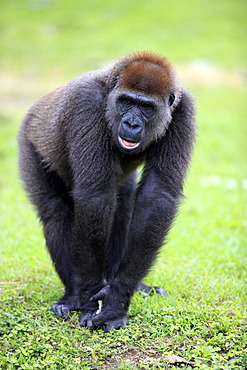 Western Lowland Gorilla (Gorilla gorilla), juvenile, captive, Florida, USA, North America