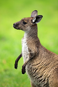 Western Grey Kangaroo (Macropus fuliginosus), young, portrait, Cleland Wildlife Park, South Australia, Australia