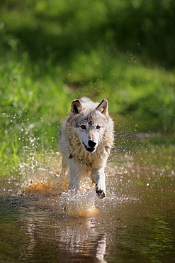 Wolf (Canis lupus), adult, running through water, Minnesota, USA, North America