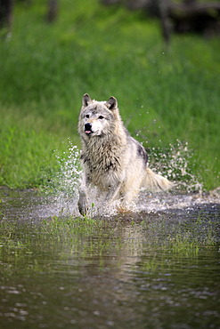 Wolf (Canis lupus), adult, running through water, Minnesota, USA, North America