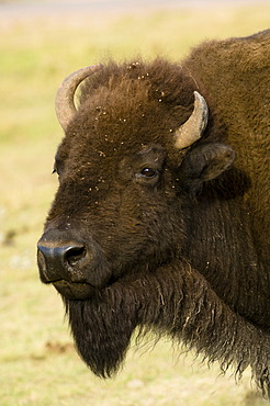 American Bison (Bison bison), Custer State Park, Black Hills, South Dakota, USA