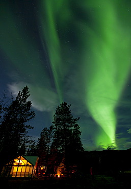 Illuminated wall tent, cabin, green northern polar lights, Aurora borealis, spruce trees, near Whitehorse, Yukon Territory, Canada