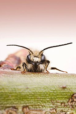 Red Mason bee (Osmia bicornis), male