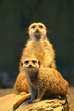 Meerkats or Surikates (Suricata suricatta), native to Africa, in captivity, Baden-Wuerttemberg, Germany, Europe