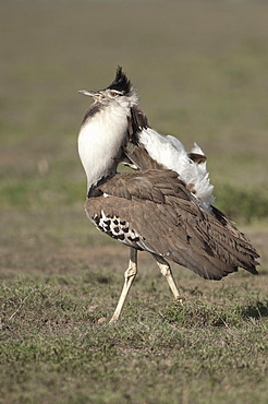 Kori Bustard (Ardeotis kori), male, in courtship display in Ndutu, Ngorongoro, Tanzania, Africa