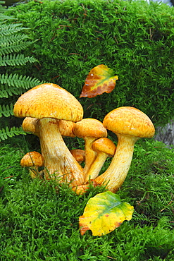 Spectacular Rustgill, Laughing Gym, Laughing Jim (Gymnopilus junonius, Gymnopilus spectabilis), poisonous mushrooms on a tree stump with moss