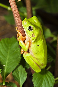 Common Green Tree Frog (Litoria caerulea), rainforest, Iron Range National Park, Cape York Peninsula, northern Queensland, Australia