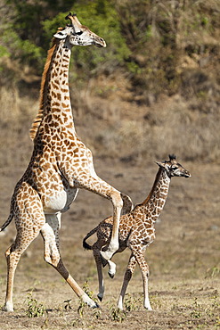 Massai, Maasai, Masai Giraffe or Kilimanjaro Giraffe (Giraffa camelopardalis tippelskirchi), pushing young, Arusha National Park, Tanzania, East Africa, Africa