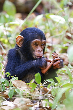 Young Chimpanzee (Pan troglodytes), baby, Mahale Mountains National Park, Tanzania, East Africa, Africa