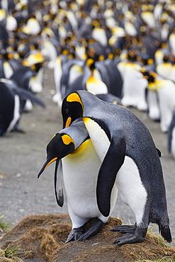 King penguins (Aptenodytes patagonicus), pair in courtship, Gold Harbour, South Georgia, Antarctica