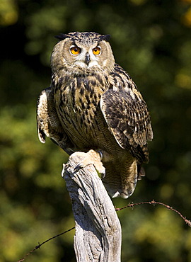 Eagle Owl (Bubo bubo)