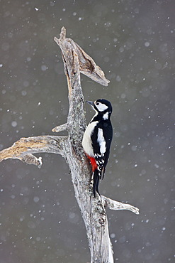 Great Spotted Woodpecker (Dendrocopos major), female on branch with falling snow