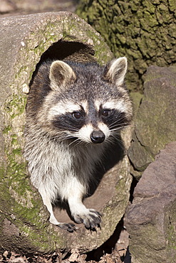 Raccoon (Procyon lotor) looking out of a pipe