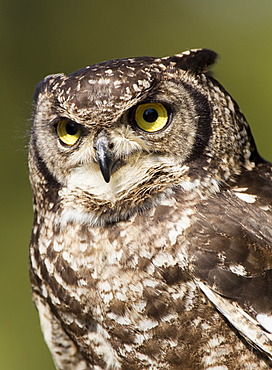 Spotted eagle-owl (Bubo africanus), portrait