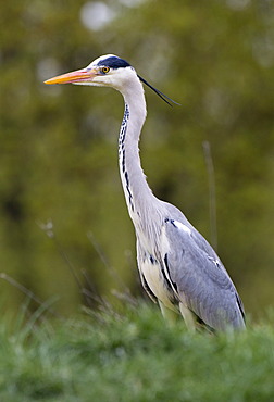 Grey Heron (Ardea cinerea)