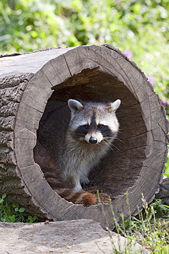 Raccoon (Procyon lotor) in a hollow tree trunk in an enclosure, ZOOM-Erlebniswelt, Gelsenkirchen, North Rhine-Westphalia, Germany, Europe