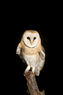 Barn Owl (Tyto alba) sitting on a branch, Volcanic Eifel, Rhineland-Palatinate, Germany, Europe