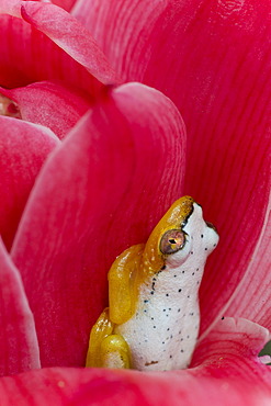 Madagascar Reed Frog (Heterixalus madagascariensis), frog changes colour by day and night, between petals, Madagascar, Africa