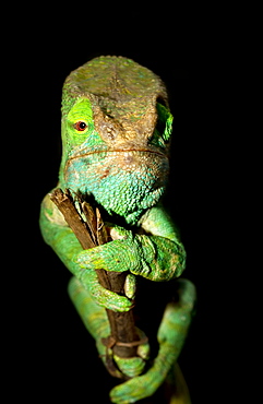 Parson's Chameleon (Calumma parsonii), female, Madagascar, Africa