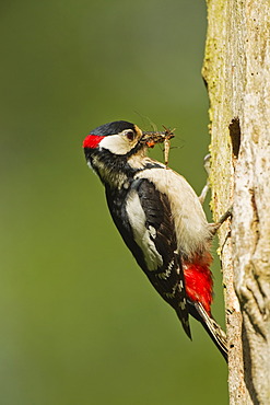 Great Spotted Woodpecker or Greater Spotted Woodpecker (Dendrocopos major), with insects in its beak at the nesting hole, Rhineland-Palatinate, Germany, Europe