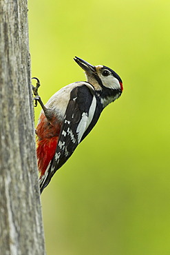 Great Spotted Woodpecker or Greater Spotted Woodpecker (Dendrocopos major), with insects in its beak at the nesting hole, Rhineland-Palatinate, Germany, Europe