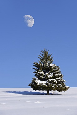 Fir (Abies sp.) in winter, Onstmettingen, SchwÃ¤bische Alb, Baden-WÃ¼rttemberg, Germany, Europe