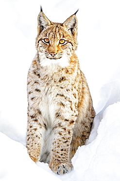 Eurasian Lynx (Lynx lynx), sitting in snow, Bavaria, Germany, Europe