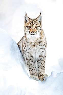 Eurasian Lynx (Lynx lynx), in snow, Bavaria, Germany, Europe