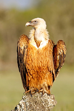 Griffon vulture (Gyps fulvus) sitting on rock, Pyrenees, Spain, Europe