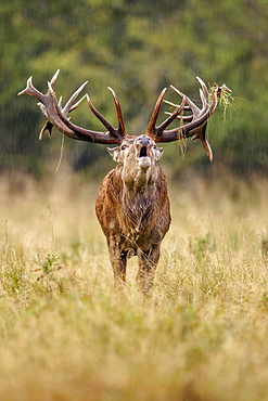 Red deer (Cervus elaphus), belling in the rain, Denmark, Europe