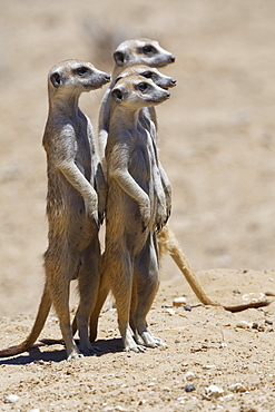 Standing meerkats (Suricatta suricata), on guard, Kgalagadi Transfrontier Park, Northern Cape, South Africa, Africa